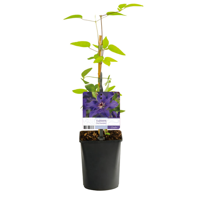 Clematis The President - Bosrank - Bloem Roze - ↕40cm - Ø11cm - 2x