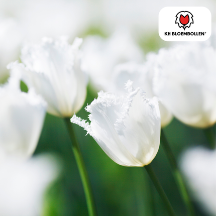 Honeymoon Tulip Bulbs – 20 Pieces | KH Bloembollen® | White Serrated-Edged Tulip – Elegant & Unique – Gift for Garden or Pot – Size 11/12 – Fresh from the Grower!