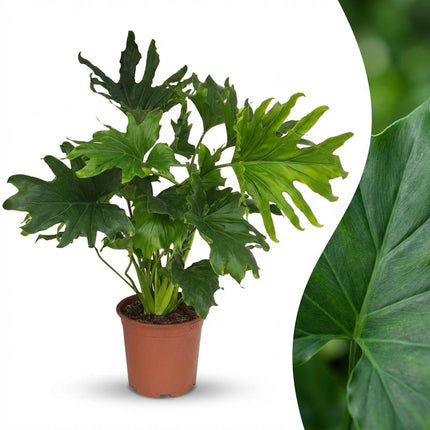 Philodendron Lickety split - ↕70cm - Ø19cm