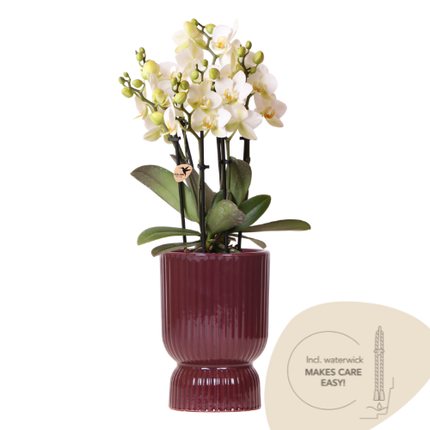 Kolibri Orchids | Witte Lausanne orchidee + rode Diabolo sierpot | incl. watergeeflont | potmaat Ø9cm | bloeiende kamerplant