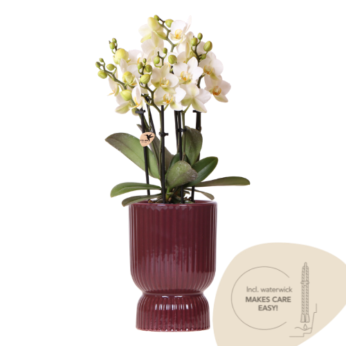 Kolibriorkideer | Hvid Lausanne-orkidé + rød Diabolo dekorativ potte | inkl. vandingsvæge | pottestørrelse Ø9 cm | blomstrende stueplante