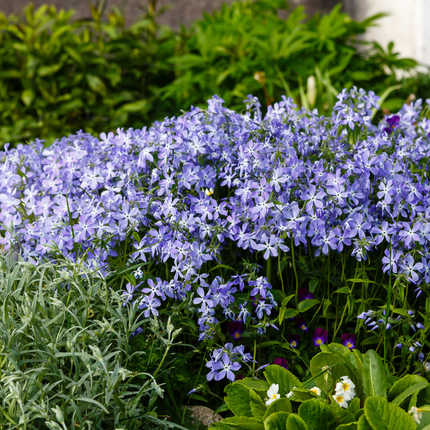 Phlox subulata 'Emerald Cushion Blue' - Kruipphlox - ↕10-25cm - Ø9cm - 12x