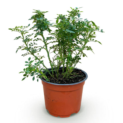 Rosa Cutie Pie - Roos - Winterhard - Roze - 1 Plant - Pot 12cm - Hoogte Hoogte 20-25cm