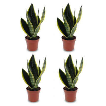 Sansevieria Future Superb - Vrouwentong - 4x - Pot 12cm - Hoogte - 35cm
