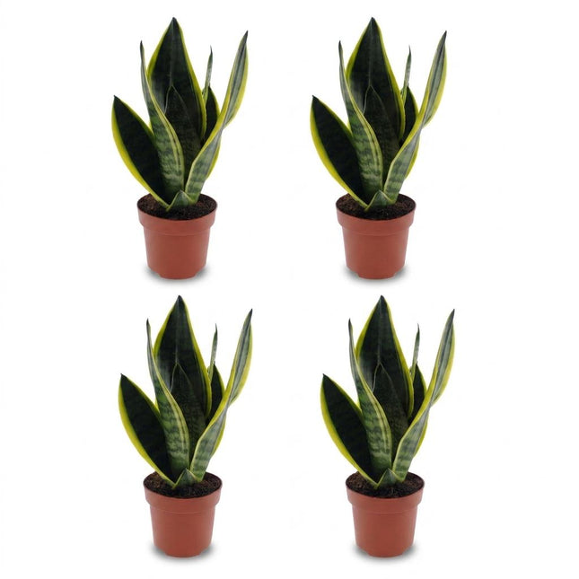 Sansevieria Future Superb - Wężownica - 4x - Doniczka 12 cm - Wysokość - 35 cm