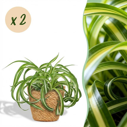 Chlorophytum comosum Bonnie - Curly Grass Lily - with Basket - ↕20cm - Ø12cm - 2x