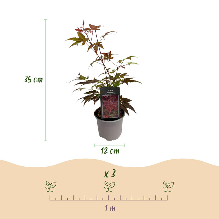 Acer palmatum Atropurpureum - Violet - Pot de 12 cm, Hauteur 35 cm - Lot de 3