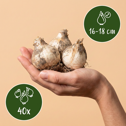 40x Allium Gladiator - Bloembollen - Sierui - Paars - Zomerbloeier - Bolmaat 16/18