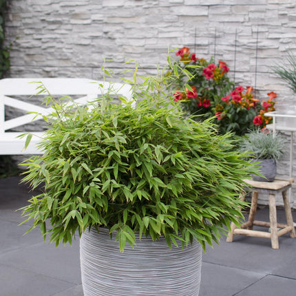 Fargesia 'Moontears'® Boobux - niet woekerende bamboe - ↕70cm - Ø29cm