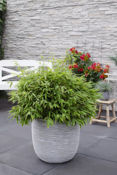 Fargesia 'Moontears'® Boobux - niet woekerende bamboe - ↕70cm - Ø29cm