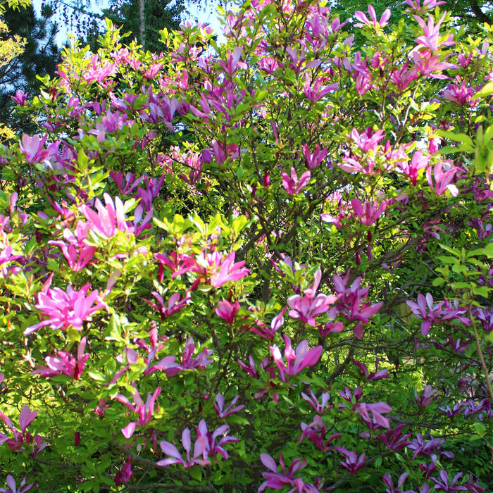 Heesters -  Magnolia Susan  - Bloemen Donker Roze - 1 plant - bladverliezend - weinig onderhoud - pot 17cm hoogte 45cm