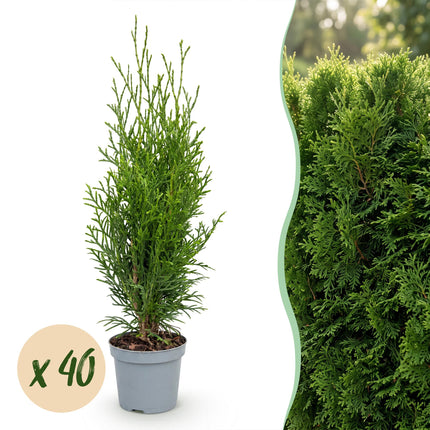 Thuja occidentalis Smaragd - Levensboom - 40x Haagplanten - Groenblijvend - Groen - Pot 9cm - Hoogte 20-30cm