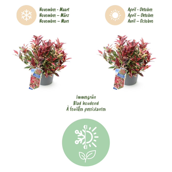 Leucothoe Colour Diamond - Bont - 1 Plant - Groenblijvend - Weinig Onderhoud - Pot 17cm Hoogte 45cm