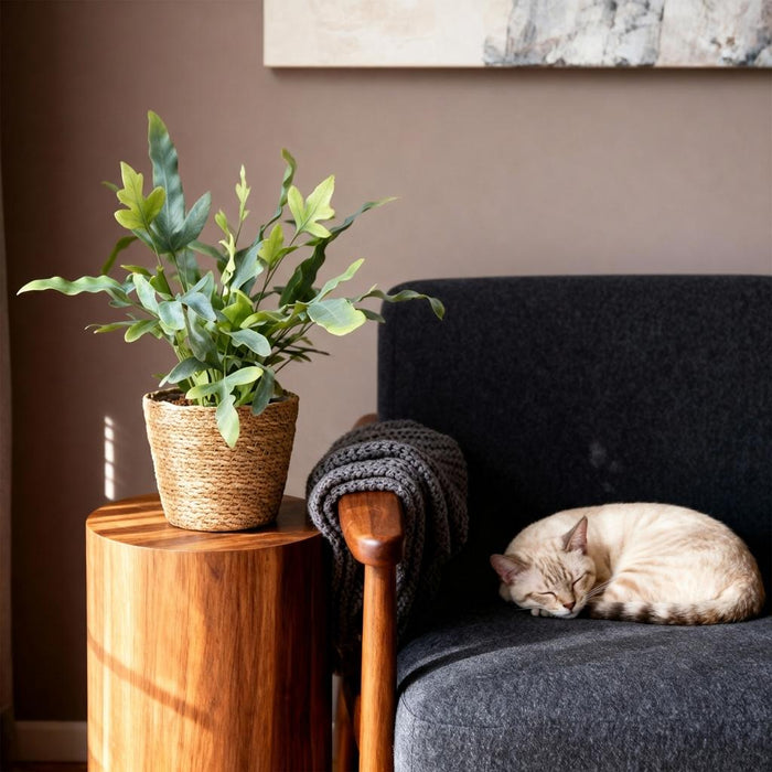 Phlebodium aureum Blue Star - Blauwe Varen - met Mand - ↕25cm - Ø12cm - 4x