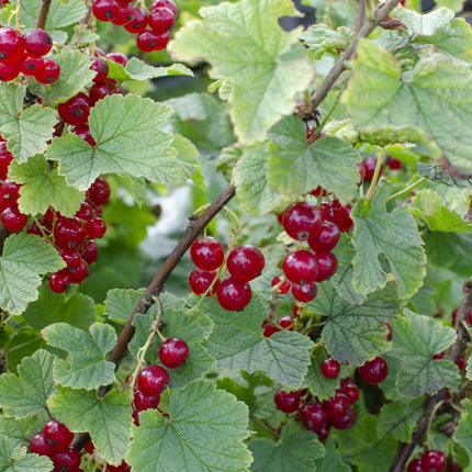 Ribes Rubrum „Jonkheer van Tets” - Czerwona porzeczka - ↕45cm - Ø13cm