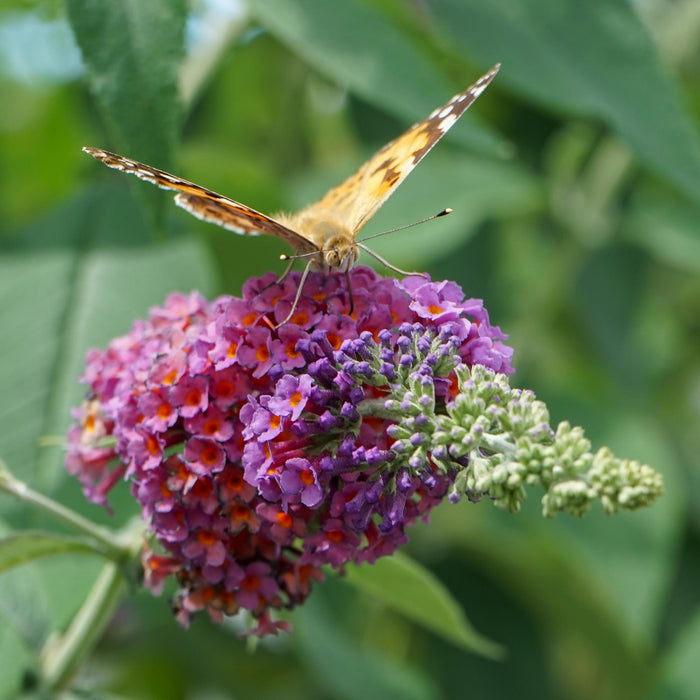 Vlinderstruik - Buddleja davidii Flower Power - Bloem Oranje Paars - 3 Planten - 1m2 - ↕30cm - Ø17cm