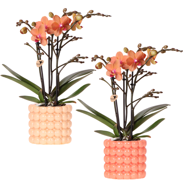 Kolibri Company | Plantenset Poppy Orange Orchids | Oranje orchidee Bolzano incl. keramieken sierpotten