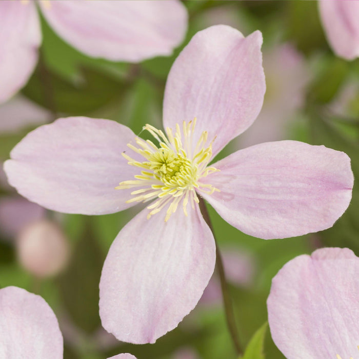 Clematis montana Rubens - Bosrank - Bloem Roze - ↕40cm - Ø11cm - 2x