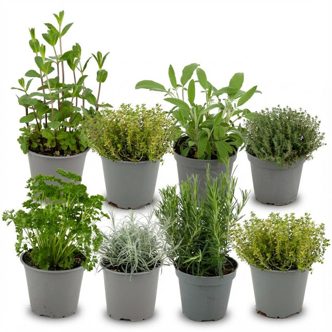 Italian Herb Mix - ↕12-15cm - Ø12cm - 8x