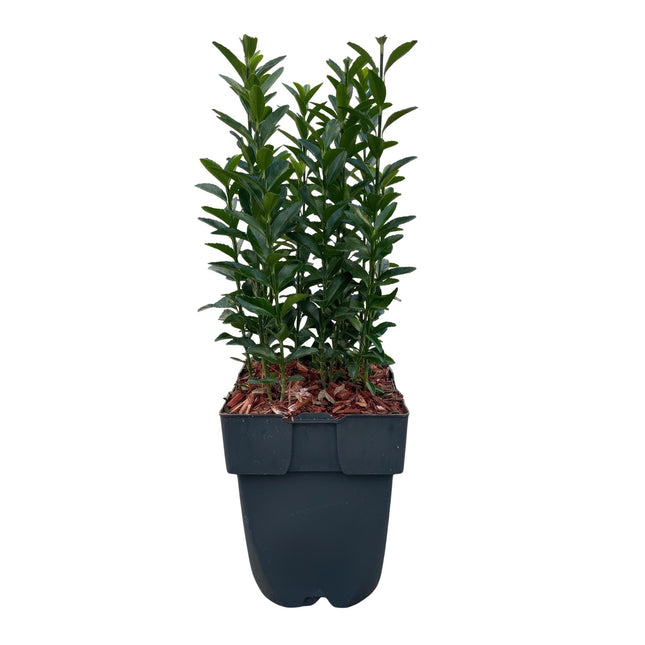 Euonymus japonica Green Spire - 1 metro lineal - ↕40cm - Ø17cm - 6x