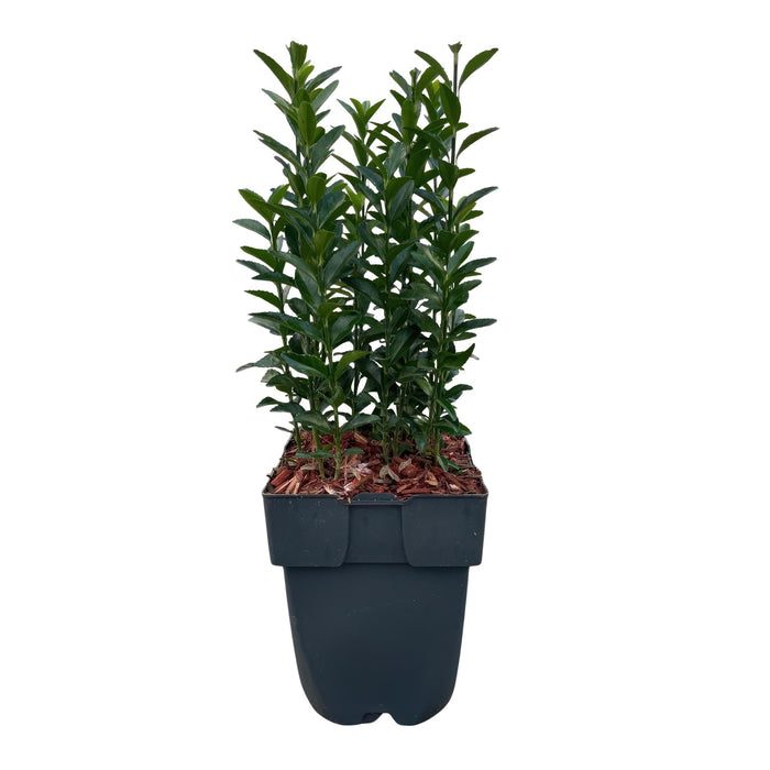 Haagplanten - Euonymus japonica Green Spire -  blad groen - 6 planten - 1 strekkende meter - groenblijvend - pot 17cm hoogte 40cm