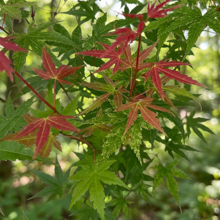 Acer palmatum Phoenix - Japanse Esdoorn - Groen - Rood - ↕90cm - Ø26cm