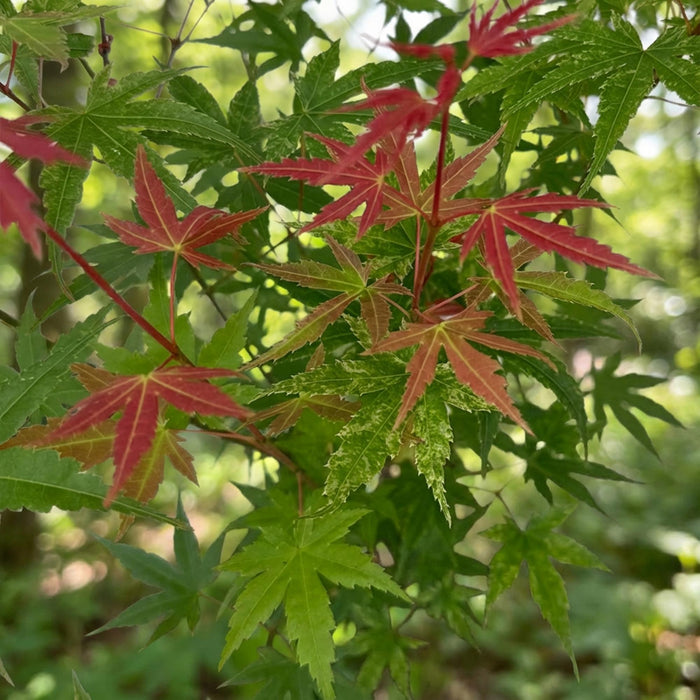 Acer palmatum Phoenix - Japanse Esdoorn - Groen - Rood - ↕90cm - Ø26cm
