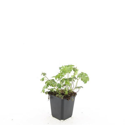 Geranium cantabrigiense 'Cambridge' - Ooievaarsbek - ↕10-25cm - Ø9cm - 24x