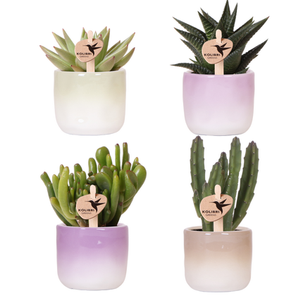 Kolibri Greens | Plantenset Gradience Gemengd - 3 Succulenten & 1 Stapelia Leendertziae