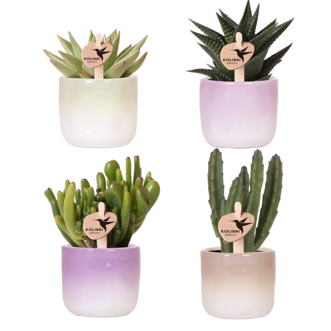 Kolibri Greens | Plantenset Gradience Gemengd - 3 Succulenten & 1 Stapelia Leendertziae