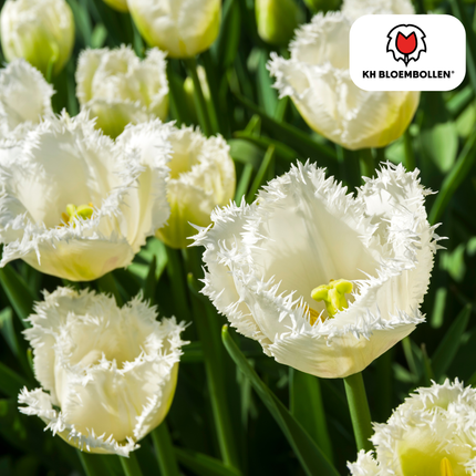 Honeymoon Tulip Bulbs – 20 Pieces | KH Bloembollen® | White Serrated-Edged Tulip – Elegant & Unique – Gift for Garden or Pot – Size 11/12 – Fresh from the Grower!