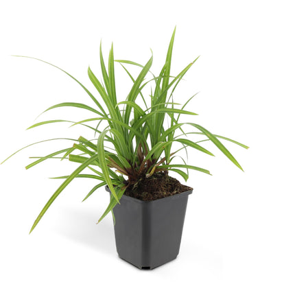 Carex morrowii 'Irish Green' - Zegge - ↕10-25cm - Ø9cm - 48x