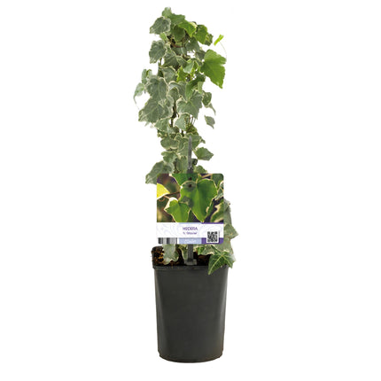 Hedera Helix Glacier - Pianta rampicante - Foglie variegate - ↕40cm - Ø11cm - 2x