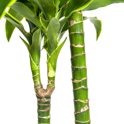 Dracaena Deremensis Dorado with basket - ↕120-140cm - Ø24cm