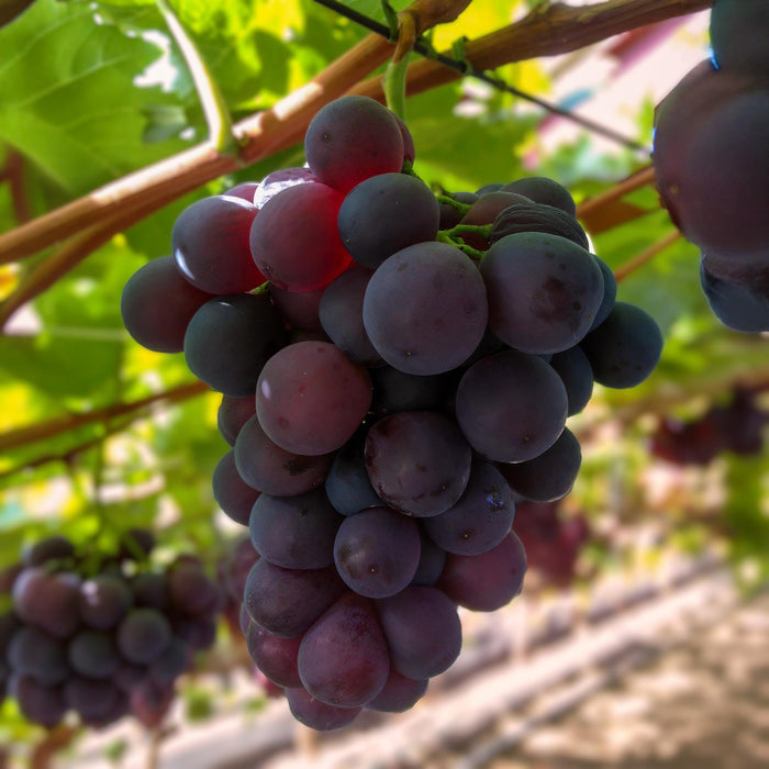Fruitplant - Paarse Druif -  Vitis vinifera Vanessa - Pitloos - 2 planten - Pot 15cm Hoogte 50cm