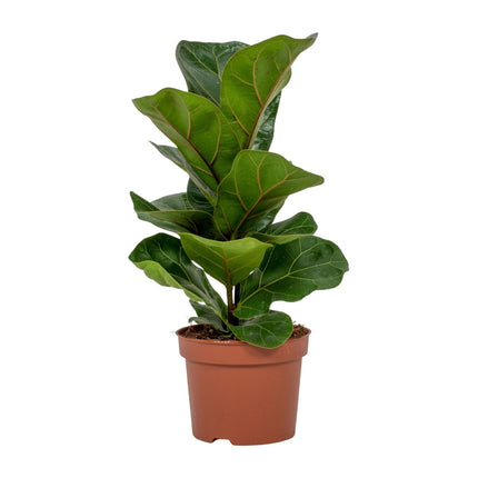 Ficus Lyrata - ↕30cm - Ø12cm