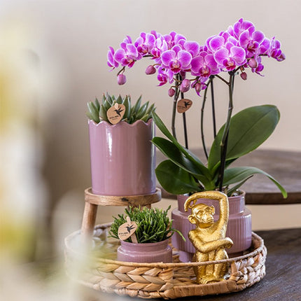 Kolibri Orchids | Gift Set Desert Summer Paars - Roze-Paarse Phalaenopsis Orchidee Mineral Frederikstad & Succulenten