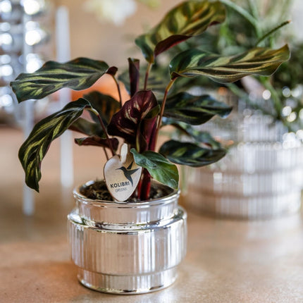 Kolibri Orchids | Gift Set Allure Shiny Zilver - Witte Phalaenopsis Orchidee Mineral Amabilis & Succulent