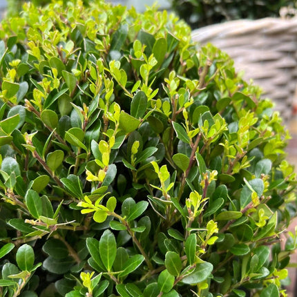 Ilex crenata 'Jenny' bol XL - Ø25cm  - 2x