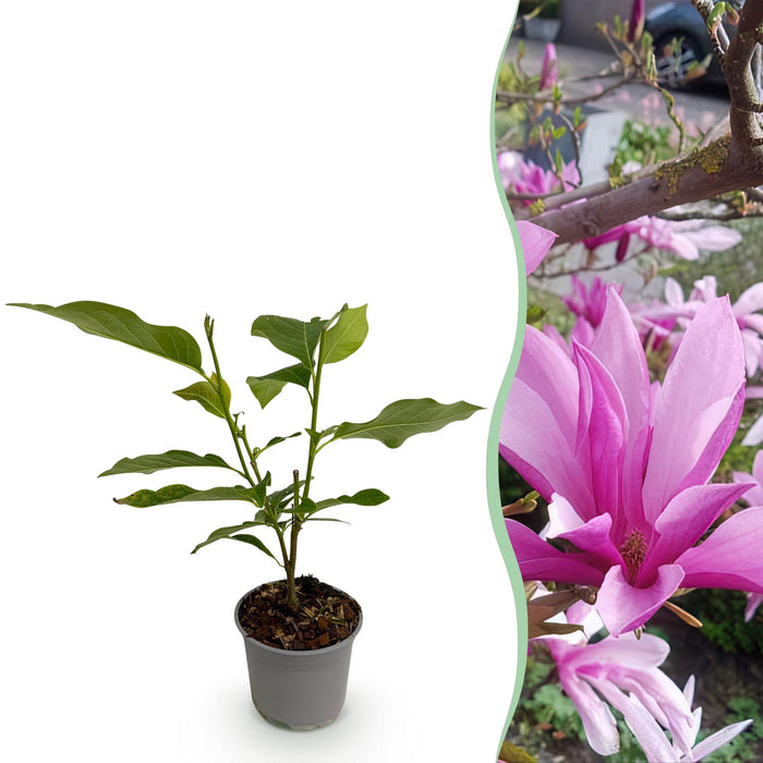 Magnolia Susan - Bloem Paars - 1 Plant - Bladverliezend - Weinig Onderhoud - Pot 12cm Hoogte 30cm