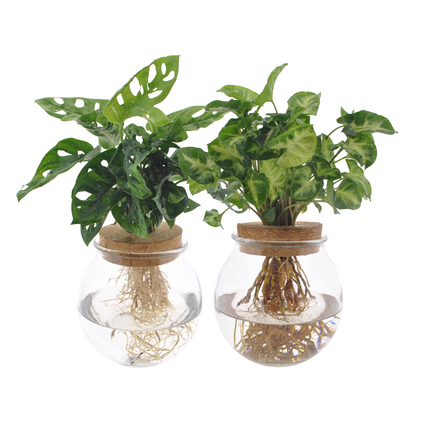 Convex glass Duo Monstera Adansonii/Syngonium Green - 2 pieces - Ø12cm - ↕12-30cm