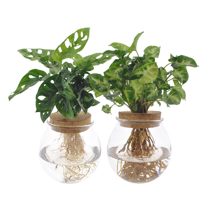 Duo de vases convexes Monstera Adansonii/Syngonium verts - 2 pièces - Ø12cm - ↕12-30cm