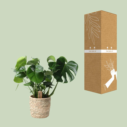 Monstera Palmleaf in mand - Gatenplant - ↕60cm - Ø21cm