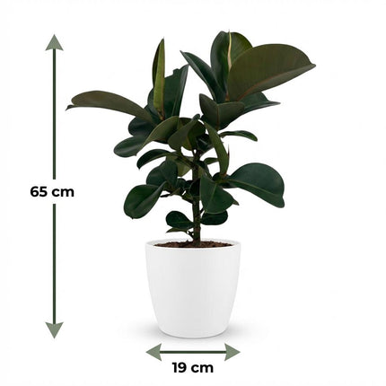 Ficus Elastica Cloe - Rubberplant - met witte pot - ↕65cm - Ø19cm