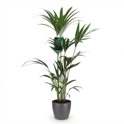 Howea Forsteriana - Palmera Kentia - con maceta gris - ↕120-130cm - Ø21cm