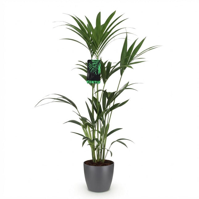 Howea Forsteriana - Palma Kentia - con vaso grigio - ↕120-130cm - Ø21cm