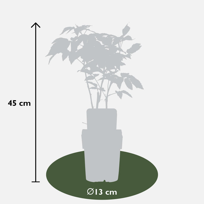 Rubus Idaeus 'Malling Promise' - Frambozenplant - ↕45cm - Ø13cm