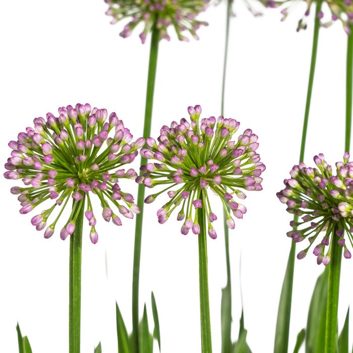 Allium Senescens Millenium - ↕50-60cm - Ø19cm