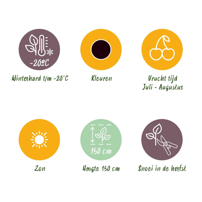 Ribes Nigrum Titania - Zwarte Bes - ↕30-35cm - Ø9cm - 6x