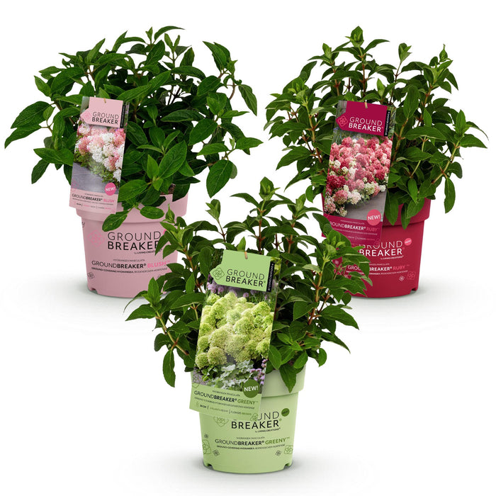 Hydrangea panniculata Groundbreaker Blush - Pluimhortensia - Roze-Groen-Rood - ↕20-25cm - Ø14cm - 3x